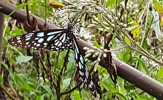 竹崎鄉光華村「五星」生態村落　數萬紫斑蝶飛舞壯觀美麗 