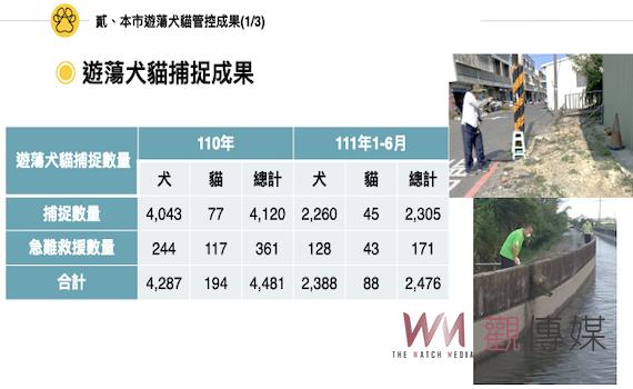 台南市遊蕩犬貓問題沈痾有解？  農業局赴議會專案報告 