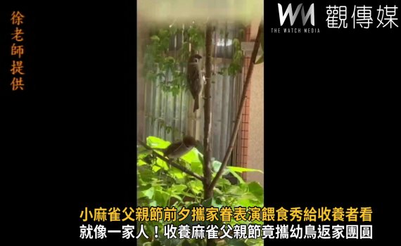 影/印痕!小麻雀「握壽司」父親節前夕攜家眷表演餵食秀給收養者看