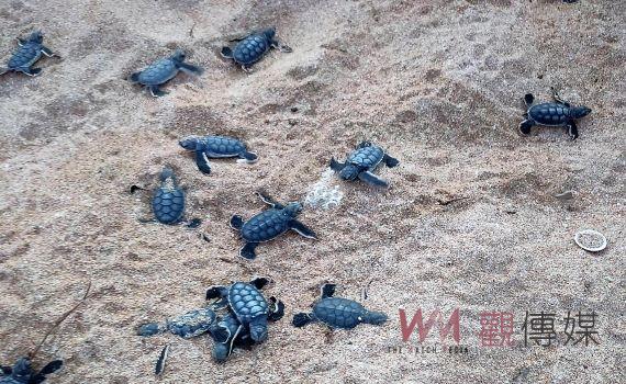 望安綠蠵龜棲地再傳捷報 127隻海龜寶寶成功孵化