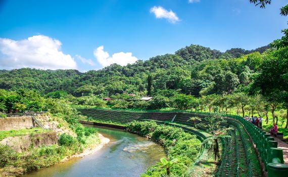 自然生態工法建造三貂嶺石籠護岸 筆筒樹獨特美景