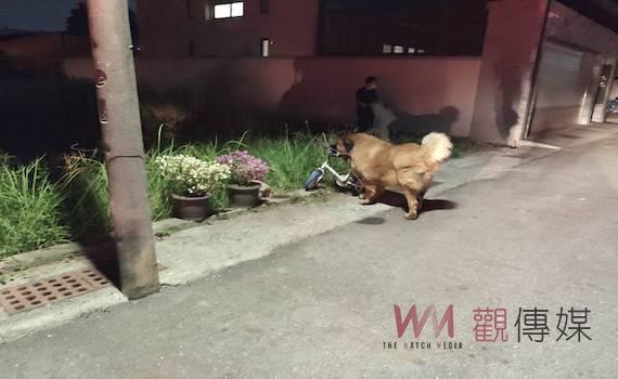 台南驚傳藏獒傷人 7旬婦頭手遭咬傷