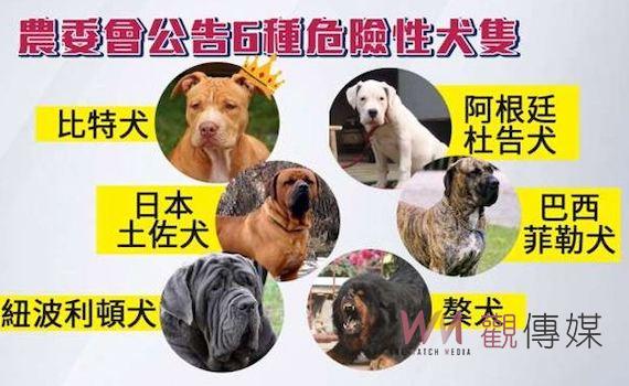 台南獒犬咬傷人 飼主恐面臨刑責