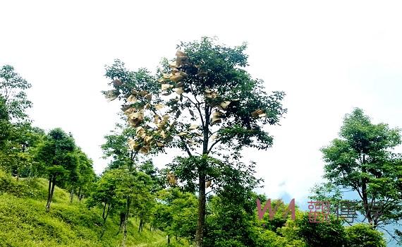 南投縣信義鄉人倫山區牛樟母樹林結實將辦理採種育苗