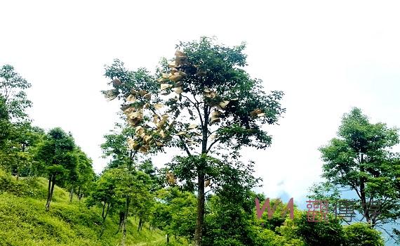 南投縣信義鄉人倫山區牛樟母樹林結實將辦理採種育苗  