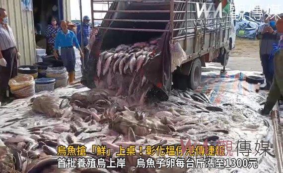 影/烏魚搶「鮮」上桌!彰化塭仔港傳捷報 饕客瘋搶「烏金」