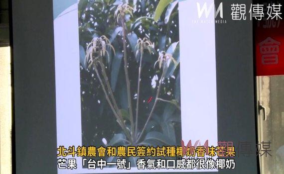 影/締造多元農業 北斗鎮農會和農民簽約試種椰奶香味芒果