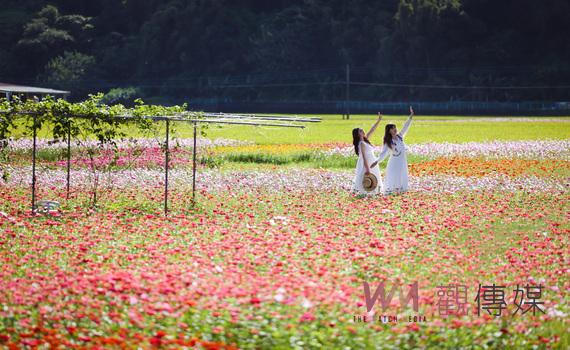 2022桃園花彩節12日大溪繽紛登場 打造百萬花海打卡熱點