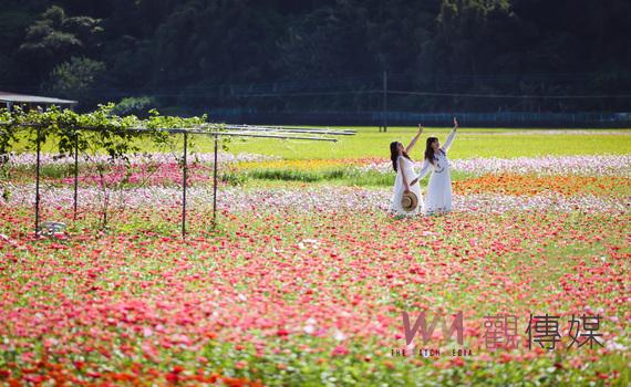 2022桃園花彩節12日大溪繽紛登場　打造百萬花海打卡熱點 