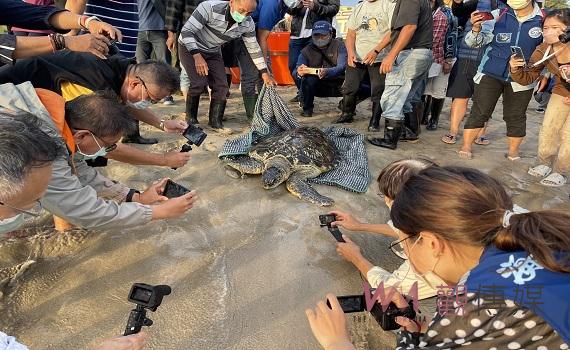 澎湖民間眷養30幾年海龜 經專家調養評估後全數野放