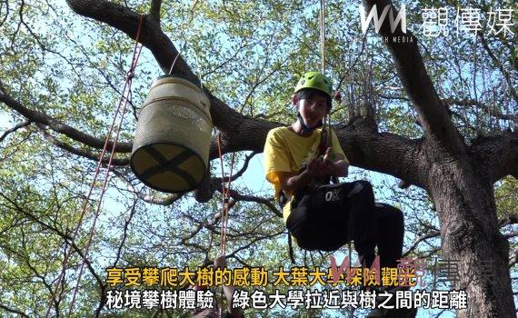 影/享受攀爬大樹的感動 大葉大學探險觀光 攀樹找「茶」趣