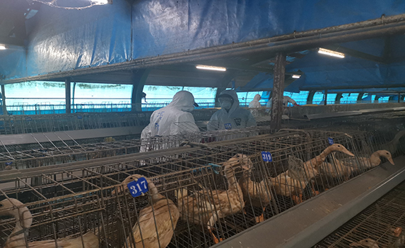 新型H5N1高病原禽流感病毒肆虐 五結種鴨場撲殺5千鴨