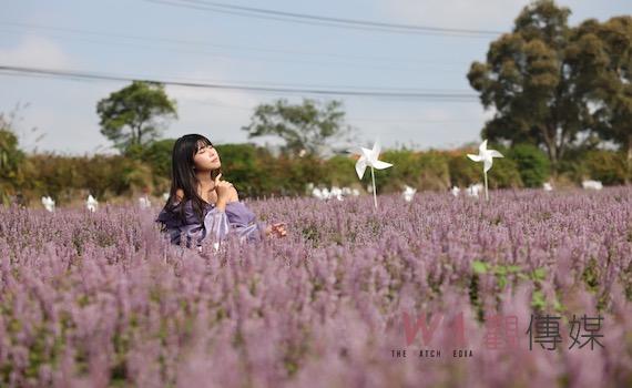 紫色花毯鋪楊梅 「2022桃園仙草花節」27日浪漫登場