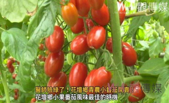 影/醫師臉綠了!花壇鄉青農小番茄開賣!