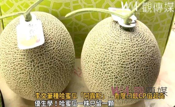 影/葡萄農李文筆改種哈蜜瓜「阿露斯」 香度口感CP值超高