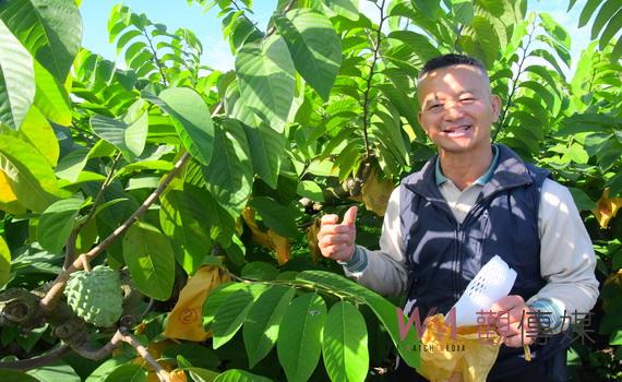 彰化田中果農周建雄栽種高品質鳳梨釋迦 春節採收在地嚐鮮 