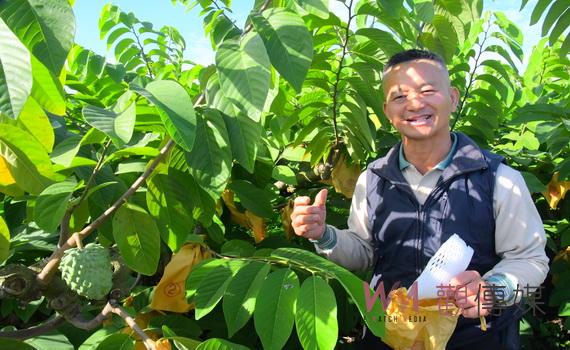 彰化田中果農周建雄栽種高品質鳳梨釋迦 春節採收在地嚐鮮
