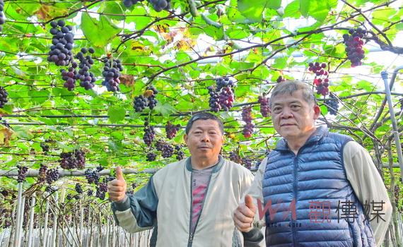大村葡萄認證行銷 賴順青果農堅持安全檢驗打入全國里仁商店通路