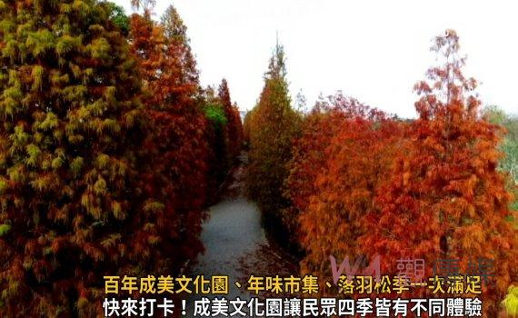 影／走春行程曝光！百年成美文化園、年味市集、落羽松季一次滿足 