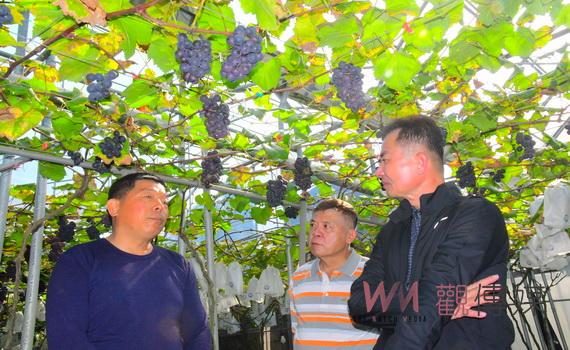 巨峰葡萄渡海in大村 鄉農鄧百聰引進栽種緣由說分明