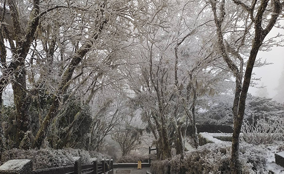 太平山霧凇雪白美景吸睛 開園前車潮已綿延近3公里 