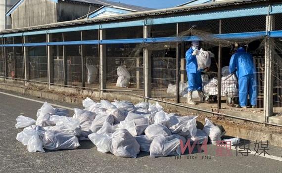 日夜溫差大褒忠再爆禽流感 防疫所撲殺3千多隻蛋雞