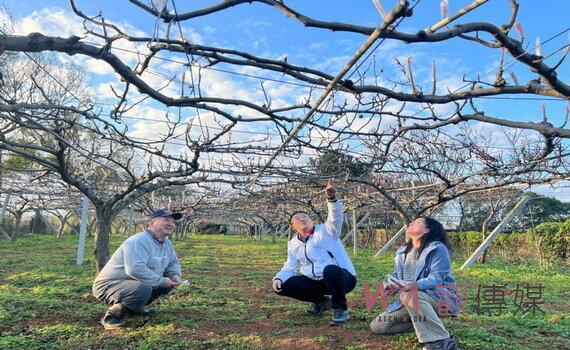 寒害影響果農收成 桃園市府持續追蹤協助農民