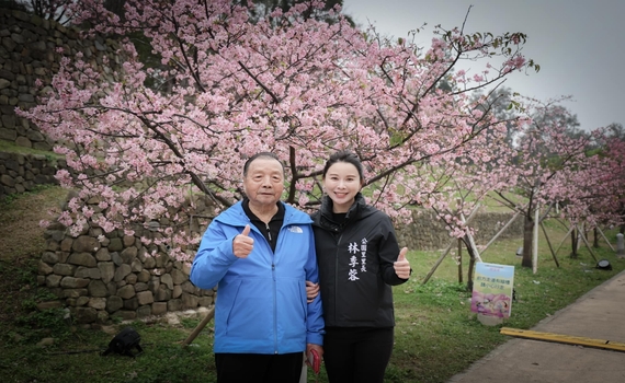 美女里長邀賞櫻 新竹公園櫻花怒放