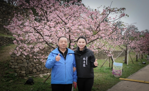 美女里長邀賞櫻　新竹公園櫻花怒放 