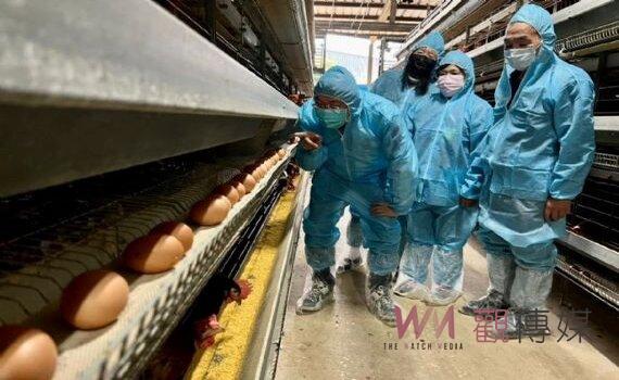 桃市府籲畜牧場加強防疫管理 市民毋需搶購屯蛋