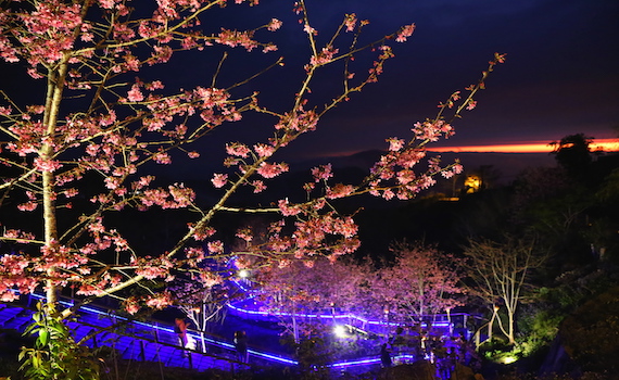 夜賞石槕春櫻細品高山茶香 三月一日起一連7天