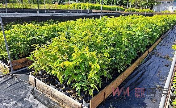 臺灣人氣原生樹木種苗 嘉義林管處以成本價開賣