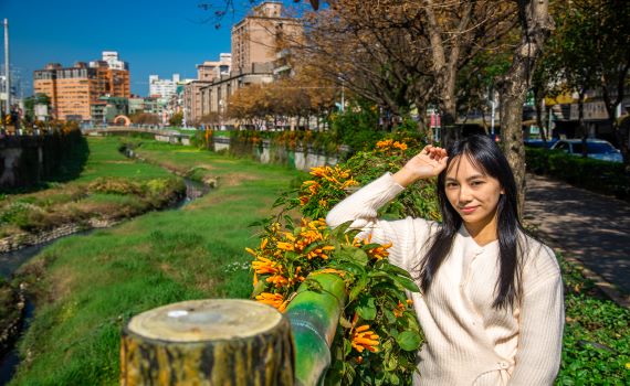 炮仗花開了!蘆洲鴨母港溝、中港大排別具風情