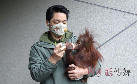 化身動物園一日保育員  蔣萬安抱紅毛猩猩寶寶餵奶  大讚好可愛 