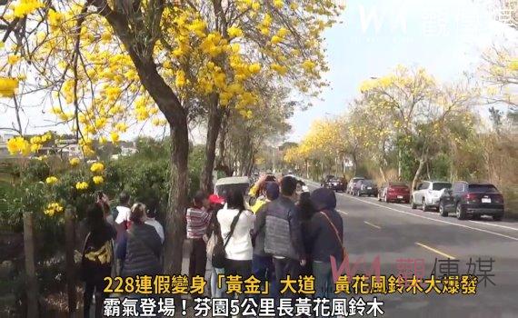 影/「火」了起來!228連假變身「黃金」大道 芬園黃花風鈴木大爆發