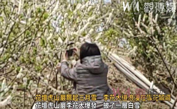 影/花壇虎山巖飄起三月雪 走在李花大道浪漫在雪花飄飄