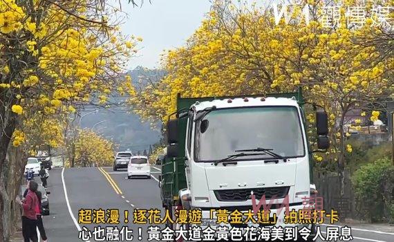 影/超浪漫!最美黃花風鈴木公路 逐花人漫遊「黃金大道」拍照打卡