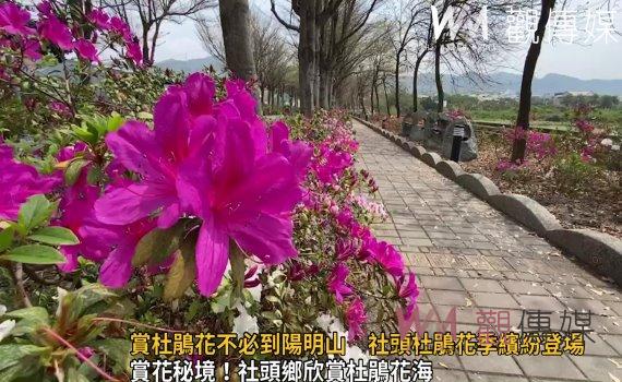 影/賞杜鵑花不必到陽明山 2023社頭杜鵑花季繽紛登場