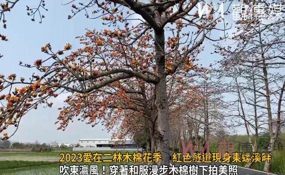 影／大爆發！2023愛在二林木棉花季　紅色隧道現身東螺溪畔 