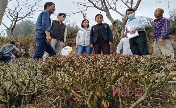 雲林古坑久未降雨茶樹乾枯 劉建國迅速爭取到災損補助