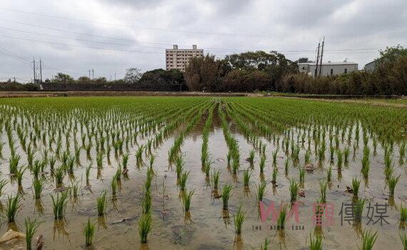桃園新竹1期稻作陸續整田插秧　北區水資源局持續監控穩定供水 