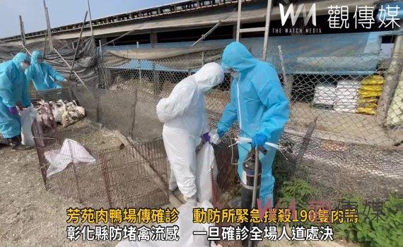 影/禽流感肆虐!芳苑肉鴨場傳確診 動防所緊急撲殺190隻肉鴨