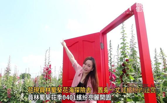 影/花開不待人!花現員林蜀葵花海探險去 置身一丈紅繽紛的迷宮