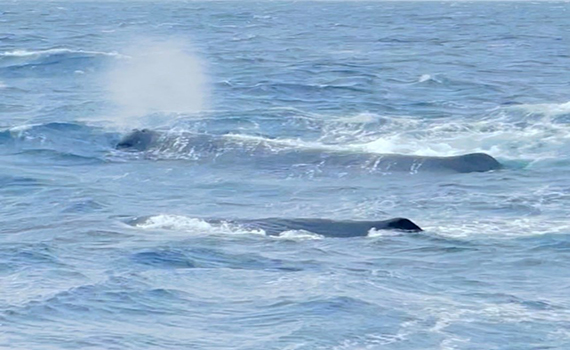睽違三年多 抹香鯨再現龜山島海域 