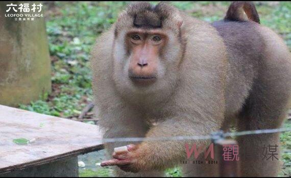 歹命狒狒來自六福村動物園 園方深夜聲明坦承致歉