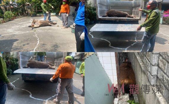 狹「鹿」相逢的結局竟是卡死自己!