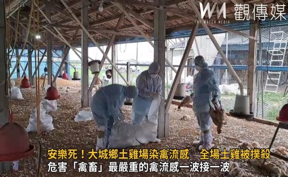 影/安樂死!大城鄉土雞場染禽流感 全場1萬6962隻土雞被撲殺