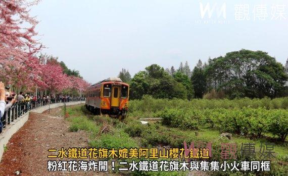 影/粉紅花海炸開!二水鐵道花旗木與集集小火車同框
