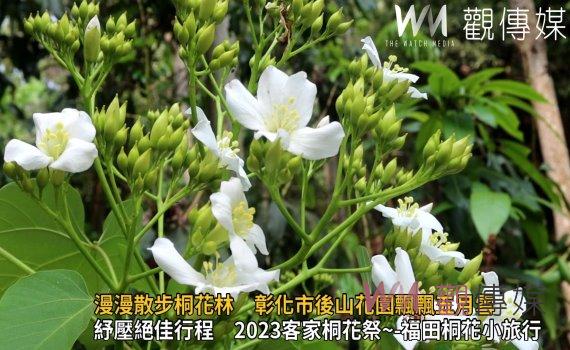 影/漫漫散步桐花林 彰化市後山花園飄飄五月雪 繽紛夢幻景象