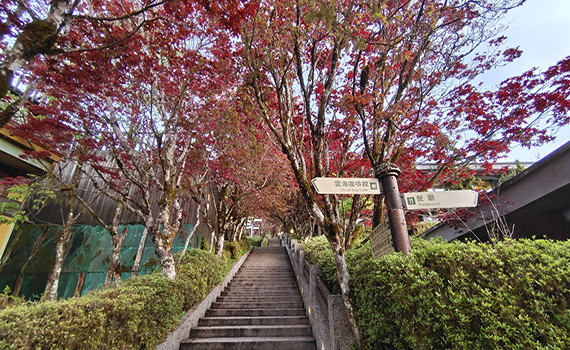 賞楓紅不用等到秋天 太平山紫葉槭美景正亮眼
